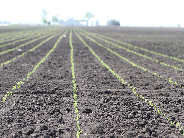 Corn is off to a fast start such as in Illinois with 46 percent of the crop already emerged. A very cool pattern this week bears watching for possible stress. (DTN photo by Pam Smith) 